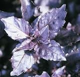 Basil Purple Osmin Ocimum basilicum 2,000 Seeds