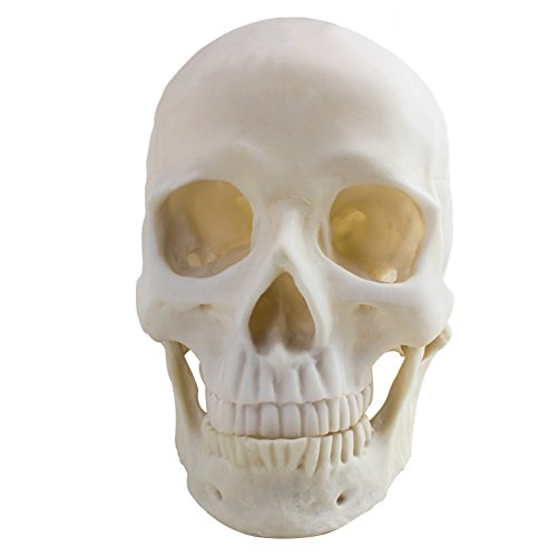 Life Size 1:1 Replica Realistic Human Skull Head Bone Model, Made With Resin #TOP3