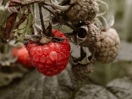 Fun Jigsaw Puzzles for Adults 1000 Piece-Raspberry,berry,bush 70x50cm