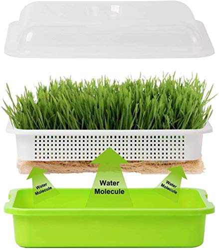 Homend Seed Sprouter Tray with Lid, Seed Germination Tray BPA Free Nursery Tray for Seedling Planting Great for Garden Home Office (5)