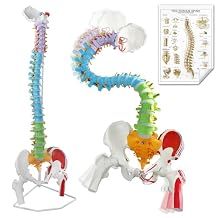 EVOTECH Flexible Painted Human Spine Model for Anatomy, 34.8 Inches Life-Size Painted Flexible Spine Model with Stand, Chiropractic with Pelvis, Spine, Nerves and Vertebrae, Anatomical Spine Model