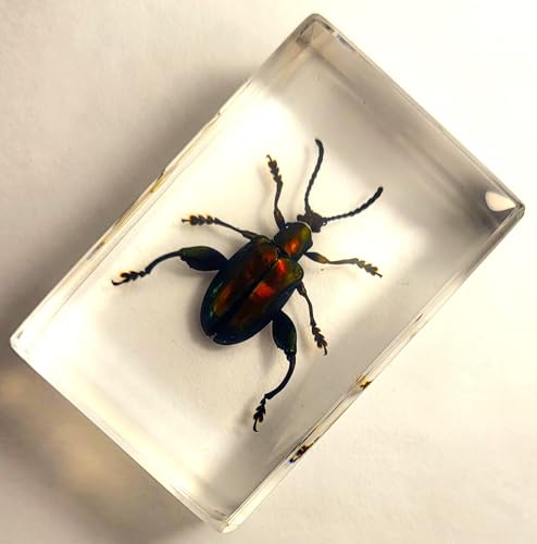 Image of 44mm Real Jewel Frog Beetle in Crystal Clear Lucite Resin Specimen Preserved Sagra Buqueti Insect Taxidermy Collection for Biology Science Education & Desk Ornament Display Supplies