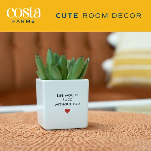 Costa Farms Mini Succulent Plant, Rose-Shaped Echeveria Potted Succulent, Live Indoor Houseplant, Cute Décor Planter, Room Decor, Tabletop Décor, Great Office Gift, 4-Inches Tall #TOP3