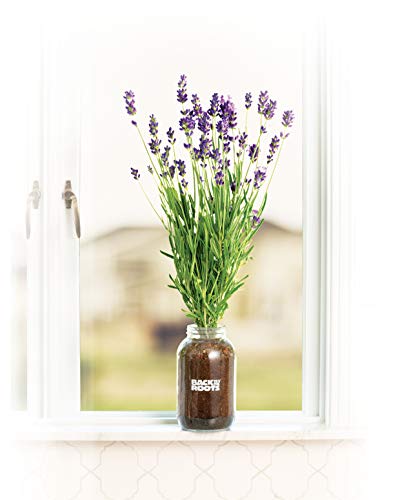 Back To The Roots Lavender Organic Windowsill Planter Kit - Grows Year Round, Includes Everything Needed For Planting #TOP3