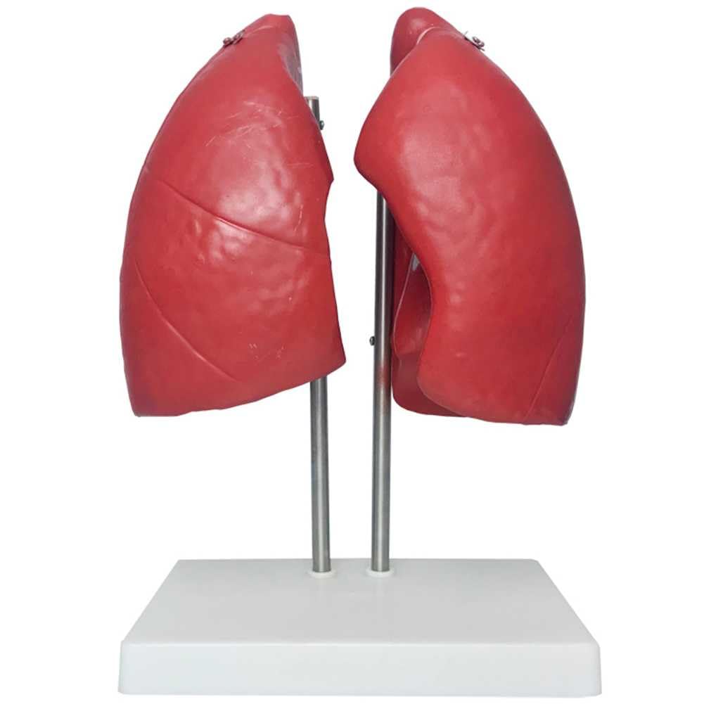 Structure du poumon humain AMITD pour simplifier l'étude anatomique complexe