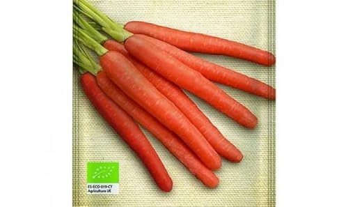 Semillas Zanahoria Nantesa DECOALIVE Fáciles de Cultivar en Casa para Tener Verduras Propias