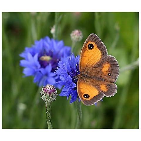 100% Wildflower Seed Mix to Attract Butterflies 25g. MeadowMania Cover up to 12.5 Square metres. Native UK Seed Cover