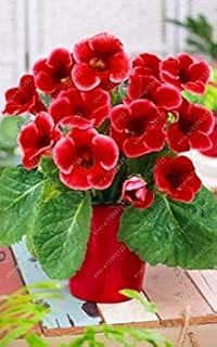 RIC 100 pcs/Rare Royal Stock Exchange Seeds Gloxinia, Beautiful Bonsai syningy Gloxinia Flowers of Flowers in vase Gloxinia Plant for The Garden House 4: Only Seeds