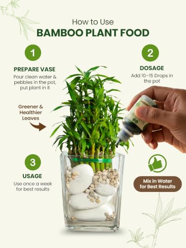 Image of Bombay Greens Liquid Bamboo Food for Plants | Growth Booster for Water Grown Plants | Essential Nutrient Plant Booster for Indoor Bamboo, Dracaena Plants - Pack of 2, 50ml Each