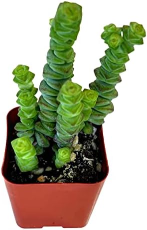 Fat Plants San Diego Living Indoor Succulents and Cactus Rooted in Plastic Planters with Soil (2 Inch, Crassula Baby's Necklace)