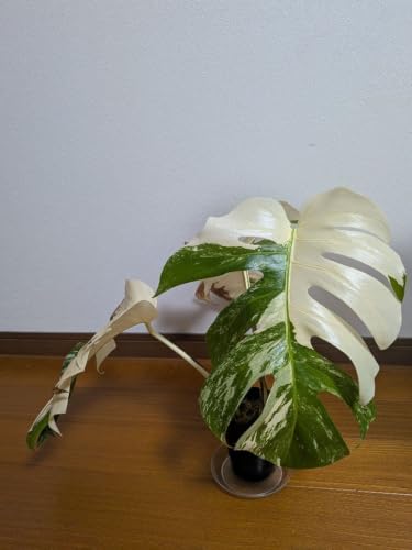 観葉植物 モンステラ 斑入り」の人気商品一覧・価格比較 - 価格.com