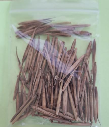 Semi bambu moso Phyllostachy Edulis Bamboo gigante resiste fino a -25 NO OGM Bambussamen, bamboo seeds, graines de bambou, semillas de bambú, sementes de bambu, 竹子 (100)