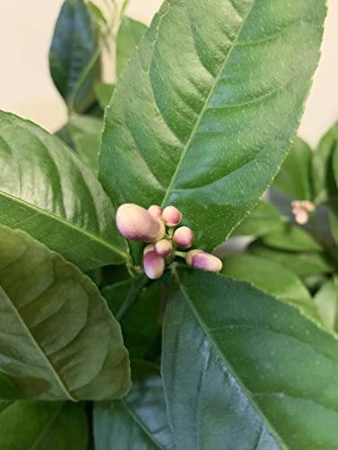 Dwarf Meyer Lemon Tree - Potted