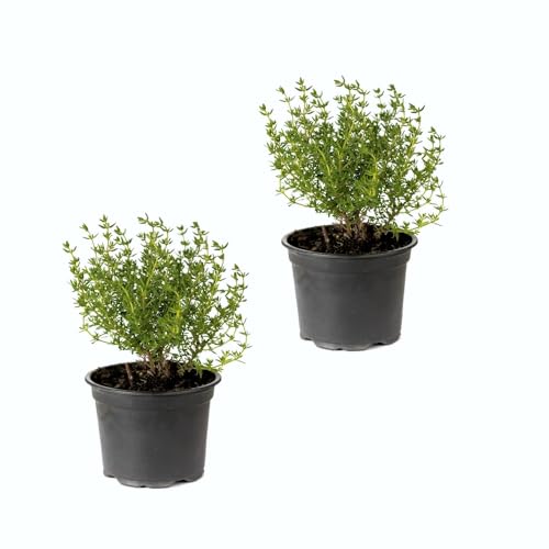Planta Natural Tomillo Planta Viva para Cocinar