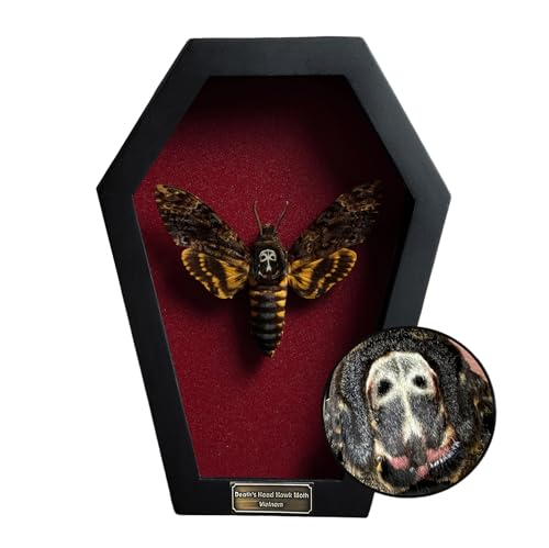 Real Death Head Moth White Skull Acherontia Gothic Witchy Spooky Halloween Butterfly Entomology Shadow Box Insect Oddity Curiosities Taxidermy Wall Art Home Decor Living Gallery CF18-01-DO-MT