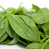 Zoom IMG-2 spinaci giganti d inverno semi Zoom IMG-2 spinaci giganti d inverno semi