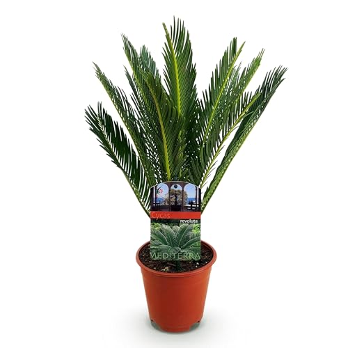 Green boutiQ - Plante d'intérieur - Cycas revoluta - Palmier - Peu d'entretien - Vert - 1 - Pot 14cm - Hauteur 45cm