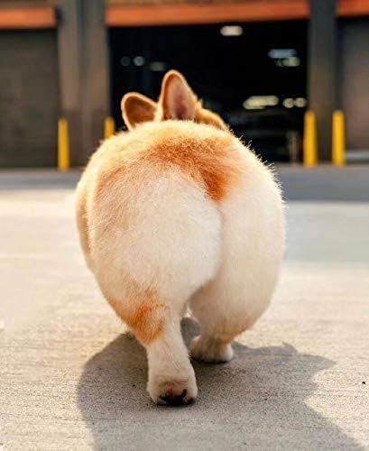Corgi Cute Butt Throw Pillow Animals Stuffed Toy.