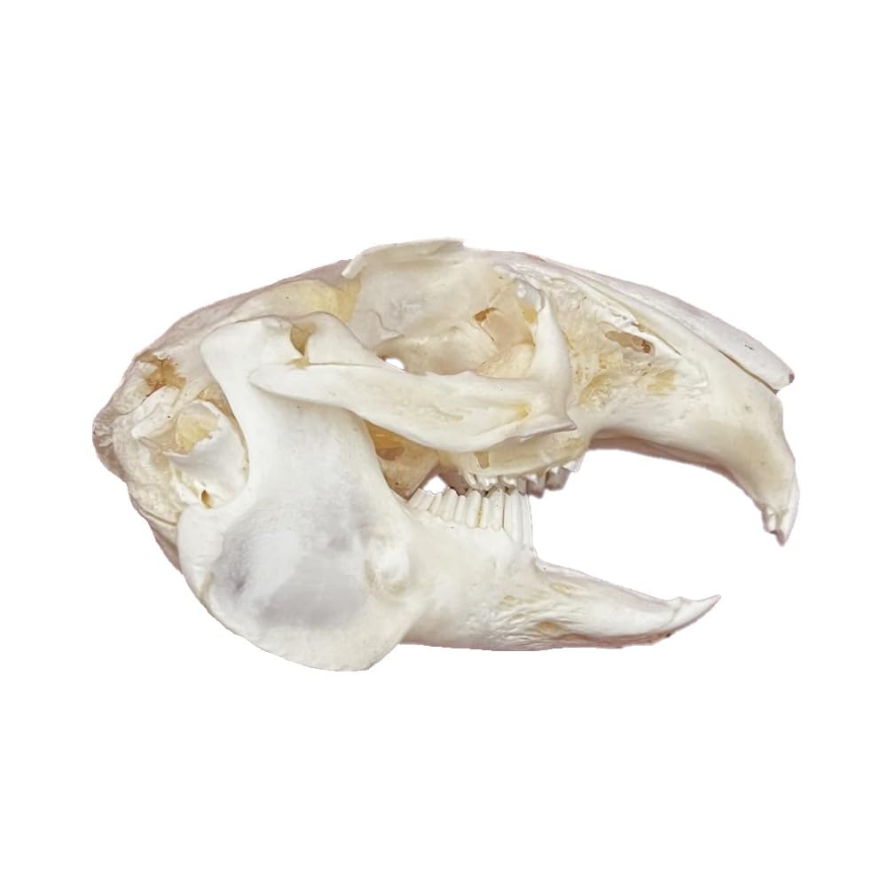 DRXRD Taxidermie Animaux Os, Spécimen de Crâne d’Animal Naturel, Décor de Squelette de Crânes en Résine, pour l’enseignement et l’enseignement des Sciences Rabbit Skull