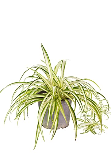 All Occasions Chlorophytum Variegatum - Spider Plant Real Indoor Plant for Home Bedroom Kitchen and Living Room Perfect for Clean Air Delivered Next Day Prime