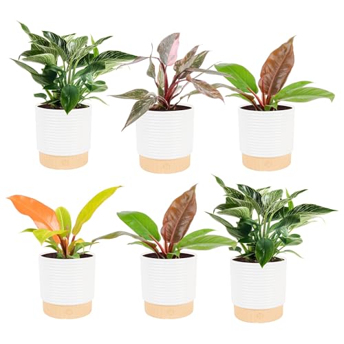 Costa Farms Philodendron Live Plants in Decorative Pots, Air Purifying