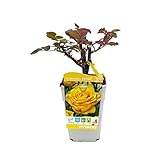 Rosal Perfumado Amarillo PREMIUM Planta de Exterior Natural