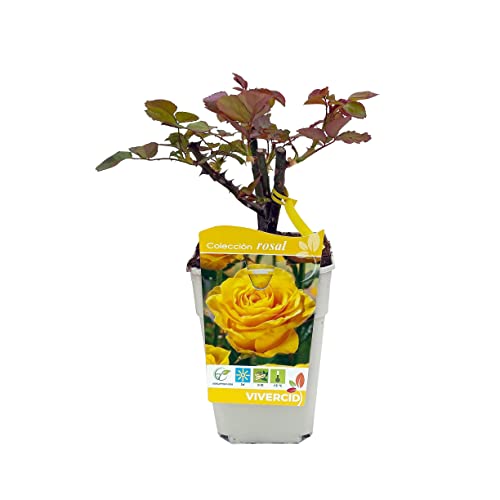 Rosal Perfumado Amarillo PREMIUM Planta de Exterior Natural