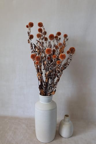 Ramillete de Echinops Secos 3 Ramos Naranja Decoración miniatura 3