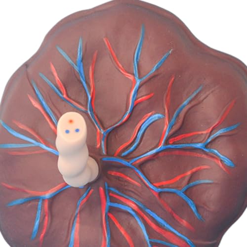 Modèle anatomique de placenta et de cordon ombilical réaliste