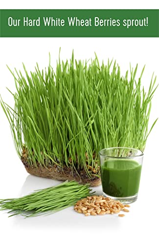 Non-Gmo Project Verified Hard White Wheat Berries | 5 Lb Burlap Bag | 100% Non-Irradiated | Kosher Parve | Usa Grown | Field Traced #TOP6