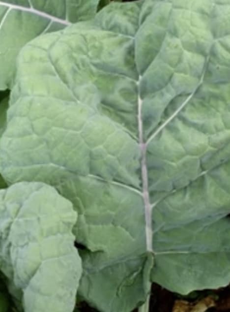 Kale Thousandhead Perennial Giant Veg 3 Plug Plants