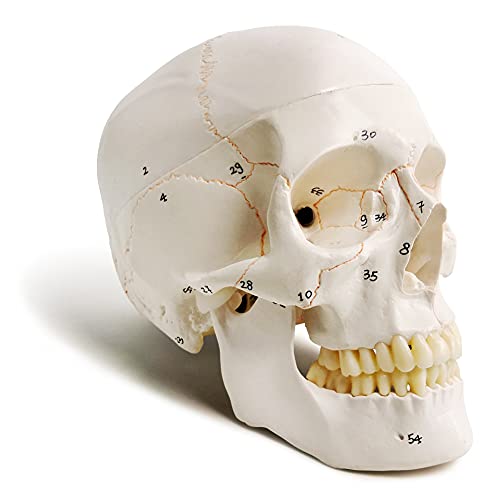 EVOTECH SCIENTIFIC Classic Numbered Human Skull Model, Life Size 9"