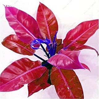 RIC 50SEEDS: Adenium Mix Semi Desert Fresh Rosa Semi -Rari Mix Real Adenium Obsum Semi R3: Only Seeds