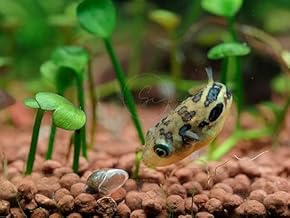 Swimming Creatures 6 Dwarf Pea Puffer Jenvnies (Carinotetraodon Travancoricus) Size Approx. 1-2cm Freshwater Aquarium Fish, 100% Live Arrival Guarantee.