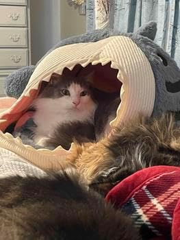 review Shark Design Soft Cat Bed, Cute Shark Designed Breathable Dog Bed, Pet Supplies for Indoor Use (BLUE, X-Large)