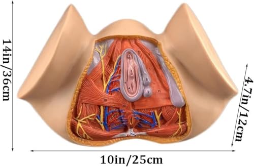 Modèle de reproduction féminin AMITD pour expliquer la rééducation du périnée - 5