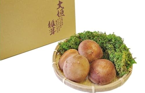 大垣椎茸 肉厚・ジューシー 1kg