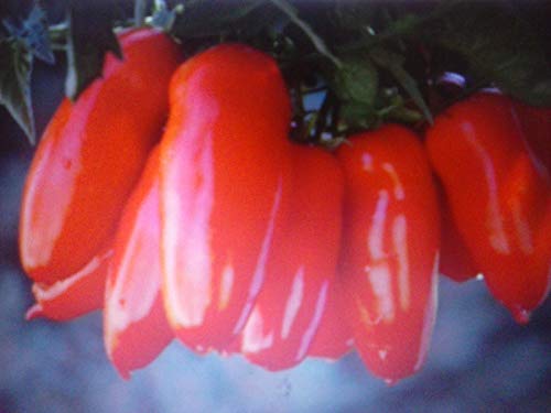 San Marzano Mini po 'di pomodoro, passato, 30 semi, semi, Raro