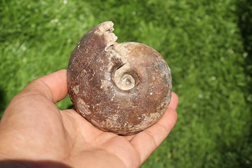 Image of Ammonite Fagesia Ammonite Fossil Rare Ammonite Fossil Natural Fossil from Morocco A28