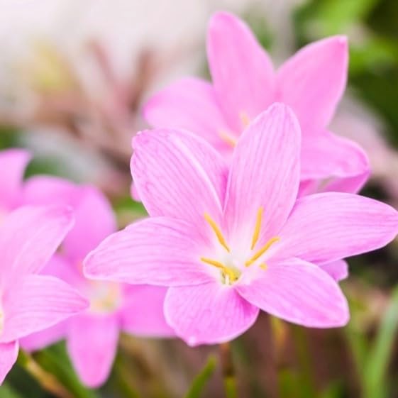 Image of Rain Lily Light Pink (Zephyranthes) Bulbs by Korrel Seeds - Vibrant Flower Bulbs for Garden & Outdoor Planting - Ideal for Rainy Season Bloom (Bulbs 50, Light Pink)