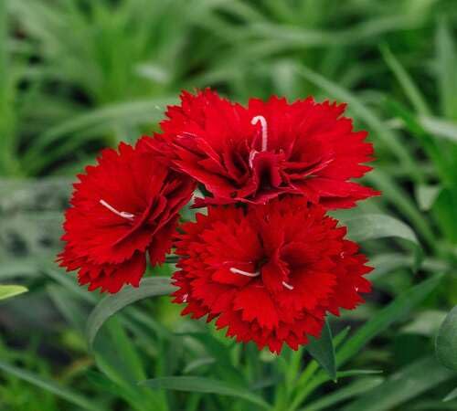 100pcs red Dianthus Flower Seeds Fast Growing Suitable for Indoor & Outdoor Gardens