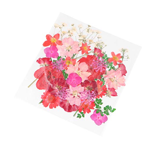 EXCEART Flores Naturais Secas Prensadas Reais Misturadas Com Várias Margaridas Coloridas Folhas de H