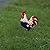 Metal Patriotic Rooster Statues, Garden Rooster Statues & Sculpture, 12 Inch Chicken Yard Art Decor, Figurines Artwork for Outdoor, Patio,Backyard and Home Kitchen Decoration (White)