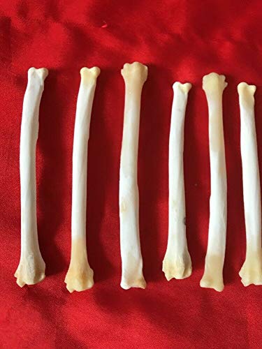 10 Real Red Fox Leg Bone Craft Supply Jewelry Earring Gothic Claws Decoration
