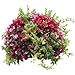 Rocky Mountain Goods Wall Planter Basket 14” - Includes mounting Hooks - Rust Proof - Outdoor or Indoor Use - Extra Thick Coco Liner - Extra Strength Steel for Heavier soils