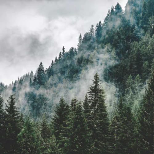 Couverture de Payton's Perspective