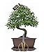 Genki-Bonsai Starterset Chinesische Ulme ca. 30 cm – 3-teiliges Bonsai Komplettset mit Schere & Untersetzer – pflegeleichter Indoor-Zimmerbonsai für Anfänger & Fortgeschrittene