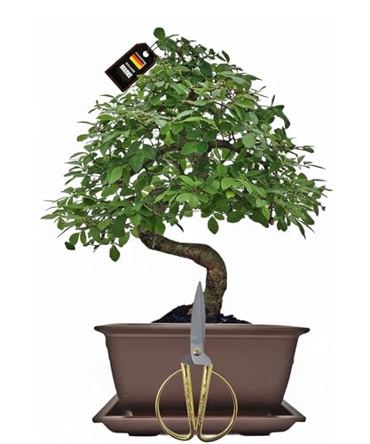Genki-Bonsai Starterset Chinesische Ulme ca. 30 cm – 3-teiliges Bonsai Komplettset mit Schere & Untersetzer – pflegeleichter Indoor-Zimmerbonsai für Anfänger & Fortgeschrittene