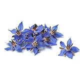 KVITER 75 Seeds Borage Flower - Organic Plant Live Seeds - A Herb & Edible Flower for Your Garden an