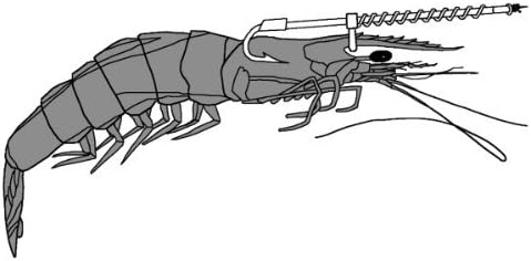Live Shrimp Holder Hook